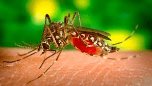 Nova espécie de mosquito em expansão  já terá chegado à Galiza